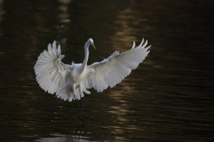 World Wildlife Day, Kids And Nature: Connect To Protect